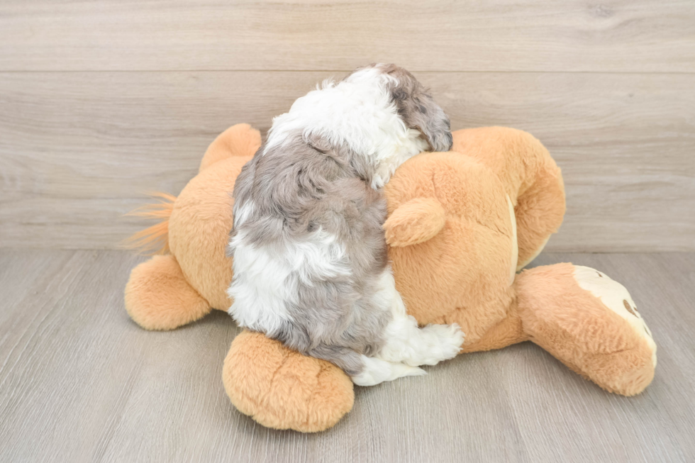 Best Cavapoo Baby