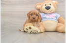 Happy Cavapoo Baby