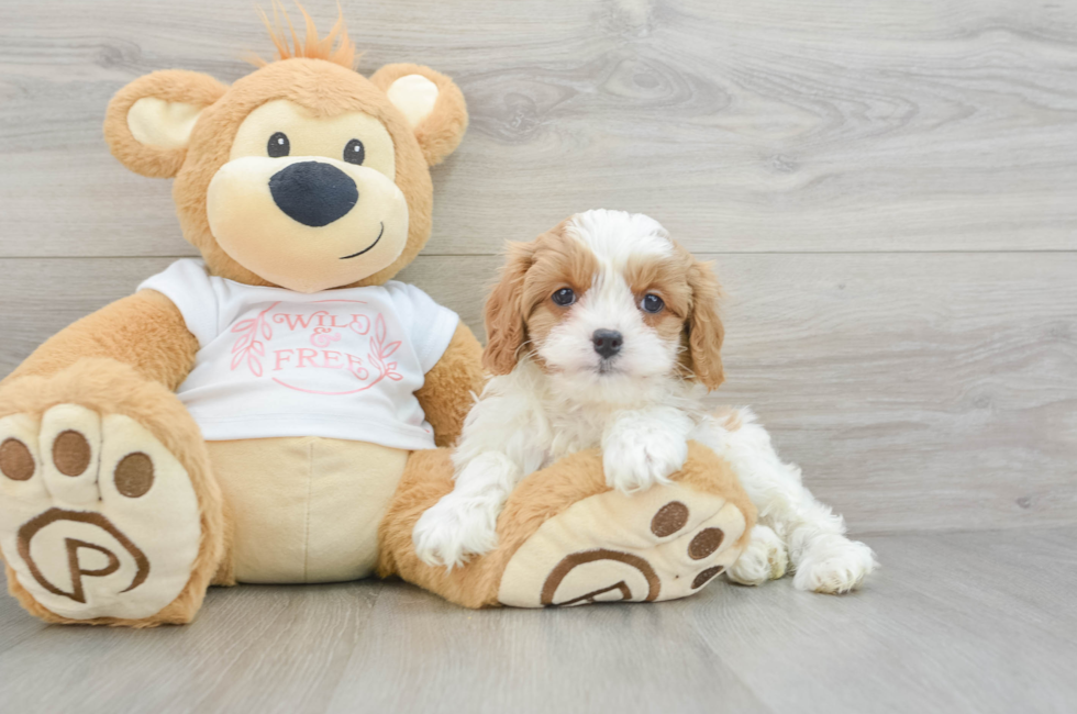 8 week old Cavapoo Puppy For Sale - Puppy Love PR