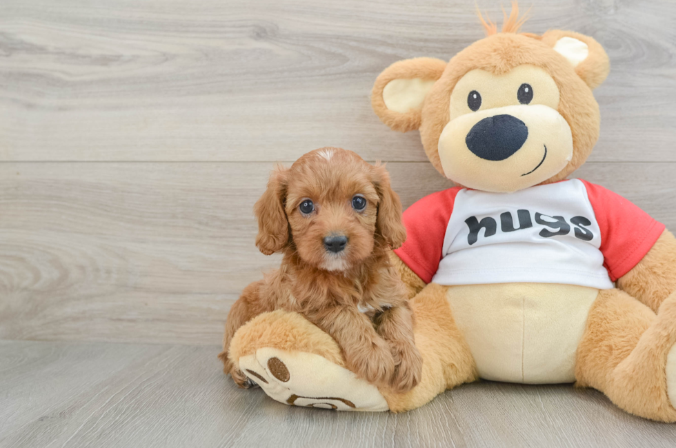 7 week old Cavapoo Puppy For Sale - Puppy Love PR