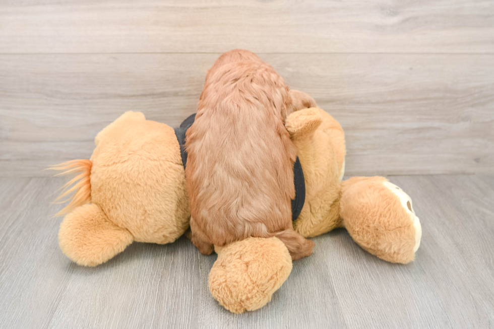 Cute Cavapoo Baby