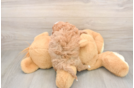 Best Cavapoo Baby