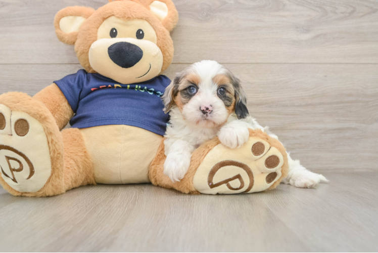 Little Cavipoo Poodle Mix Puppy