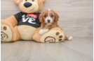Popular Cavapoo Poodle Mix Pup
