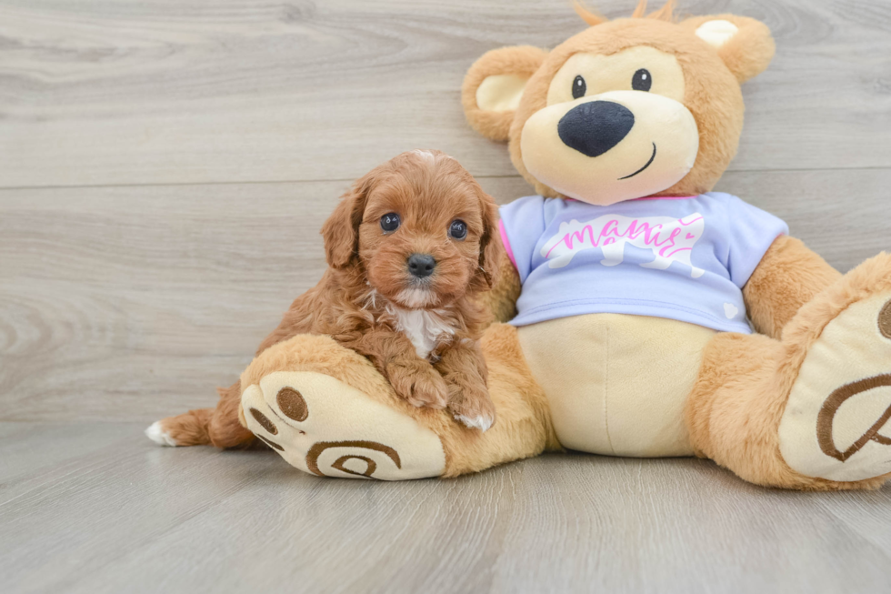 Popular Cavapoo Poodle Mix Pup