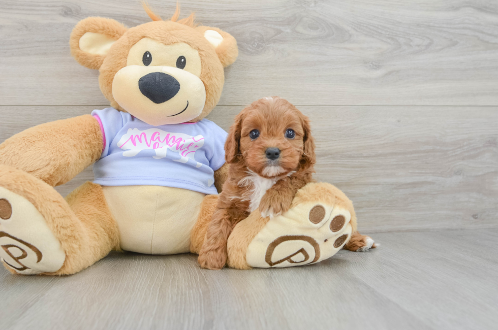 5 week old Cavapoo Puppy For Sale - Puppy Love PR