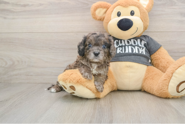Small Cavapoo Baby