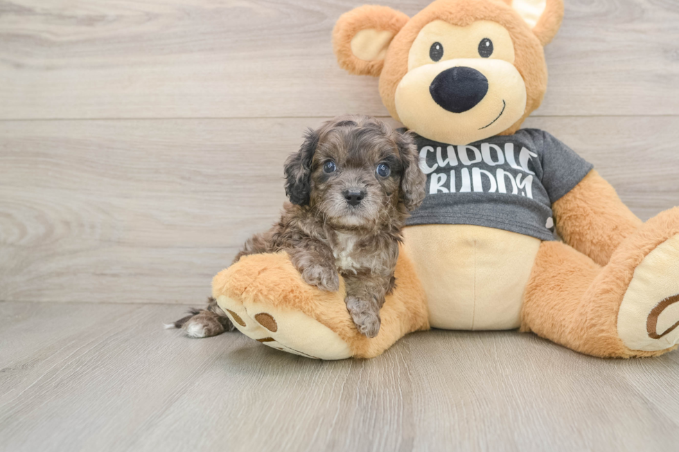 Small Cavapoo Baby