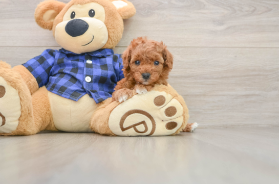 Petite Cavapoo Poodle Mix Pup