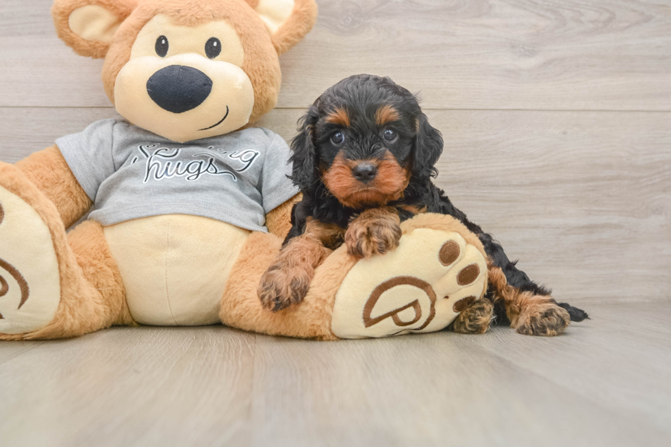 Happy Cavapoo Baby