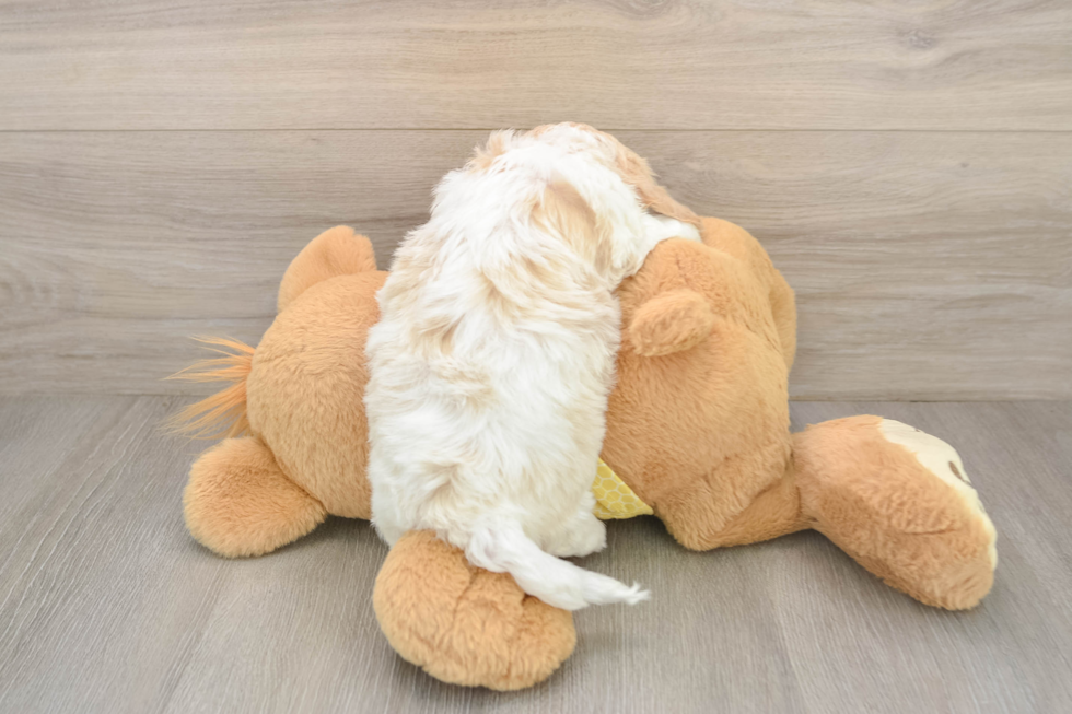 Adorable Cavalier King Charles Spaniel and Poodle Mix Poodle Mix Puppy
