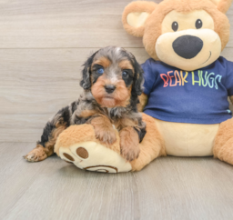 7 week old Cavapoo Puppy For Sale - Puppy Love PR
