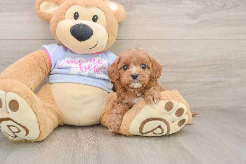 Friendly Cavapoo Baby