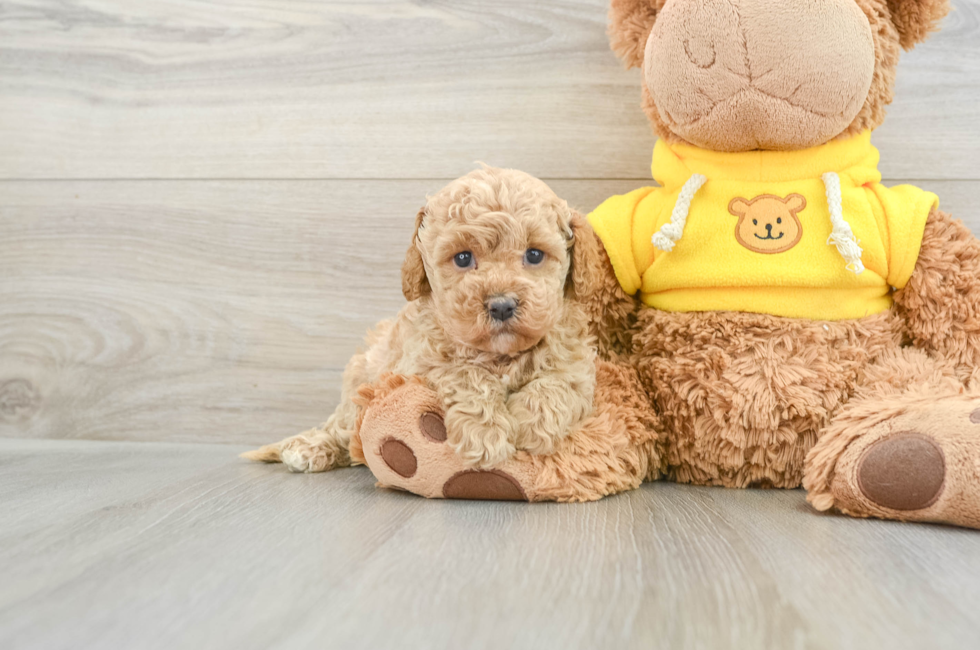 5 week old Cavapoo Puppy For Sale - Puppy Love PR