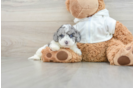 Cavapoo Puppy for Adoption