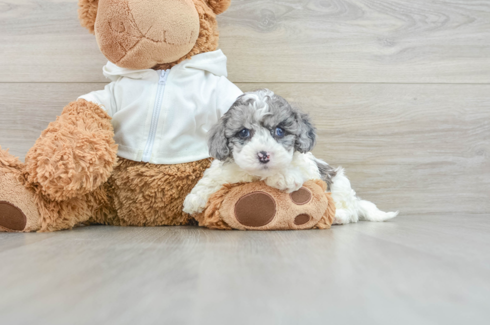 7 week old Cavapoo Puppy For Sale - Puppy Love PR