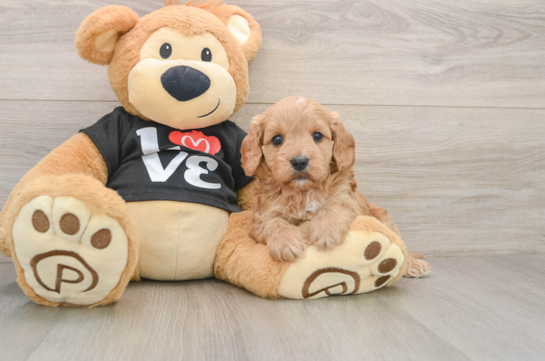 Little Cavipoo Poodle Mix Puppy