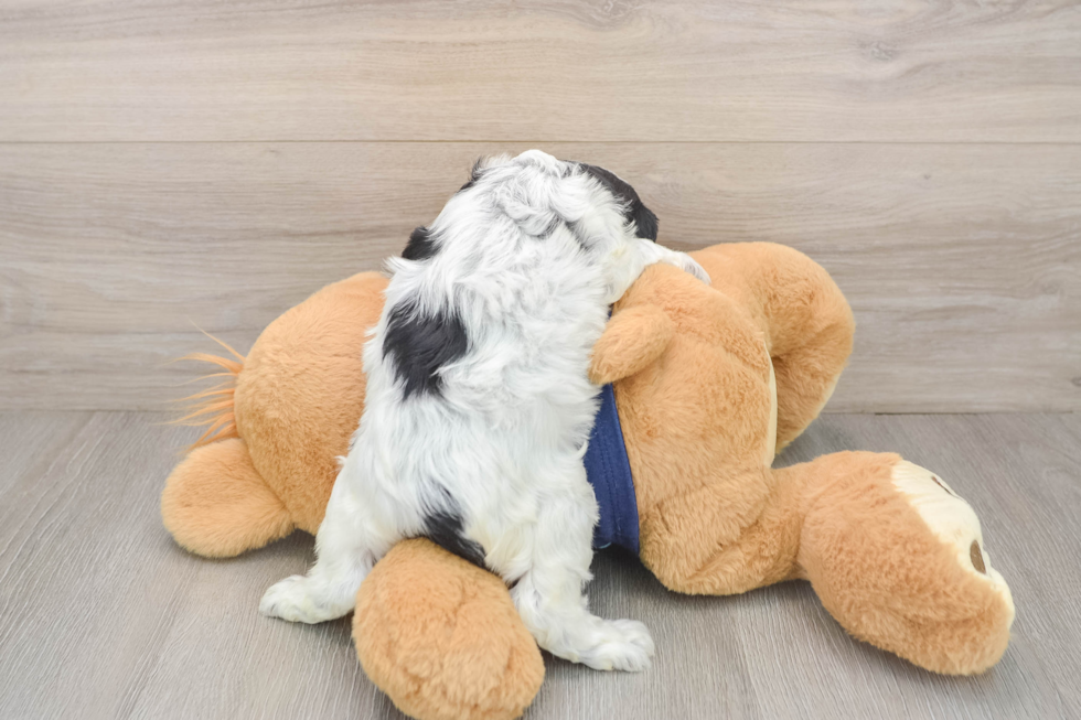 Cute Cavapoo Baby