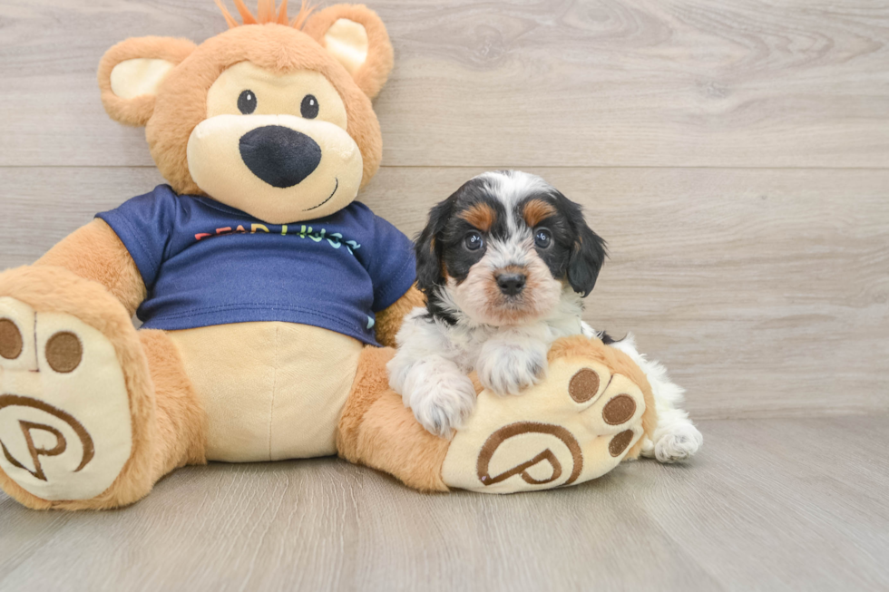 Popular Cavapoo Poodle Mix Pup
