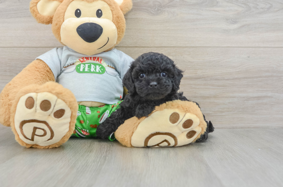 8 week old Cavapoo Puppy For Sale - Puppy Love PR