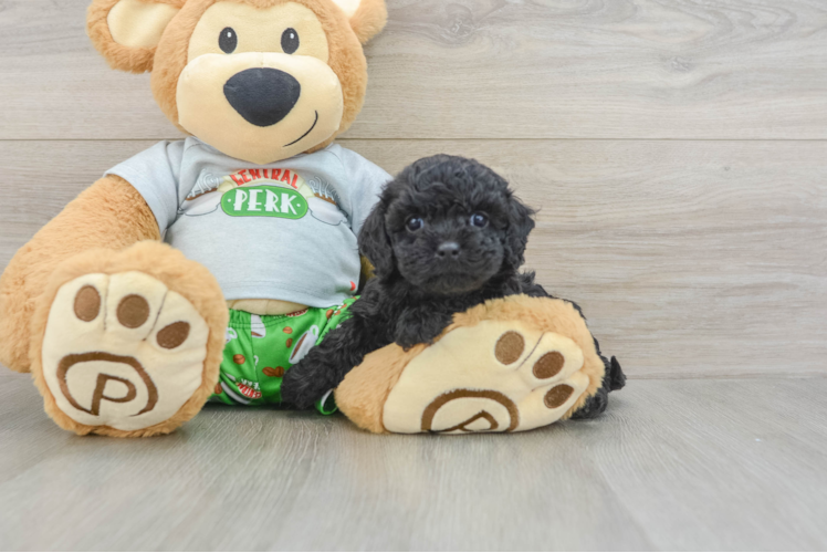 Meet Zealous - our Cavapoo Puppy Photo 1/3 - Puppy Love PR Best Cavapoo Baby