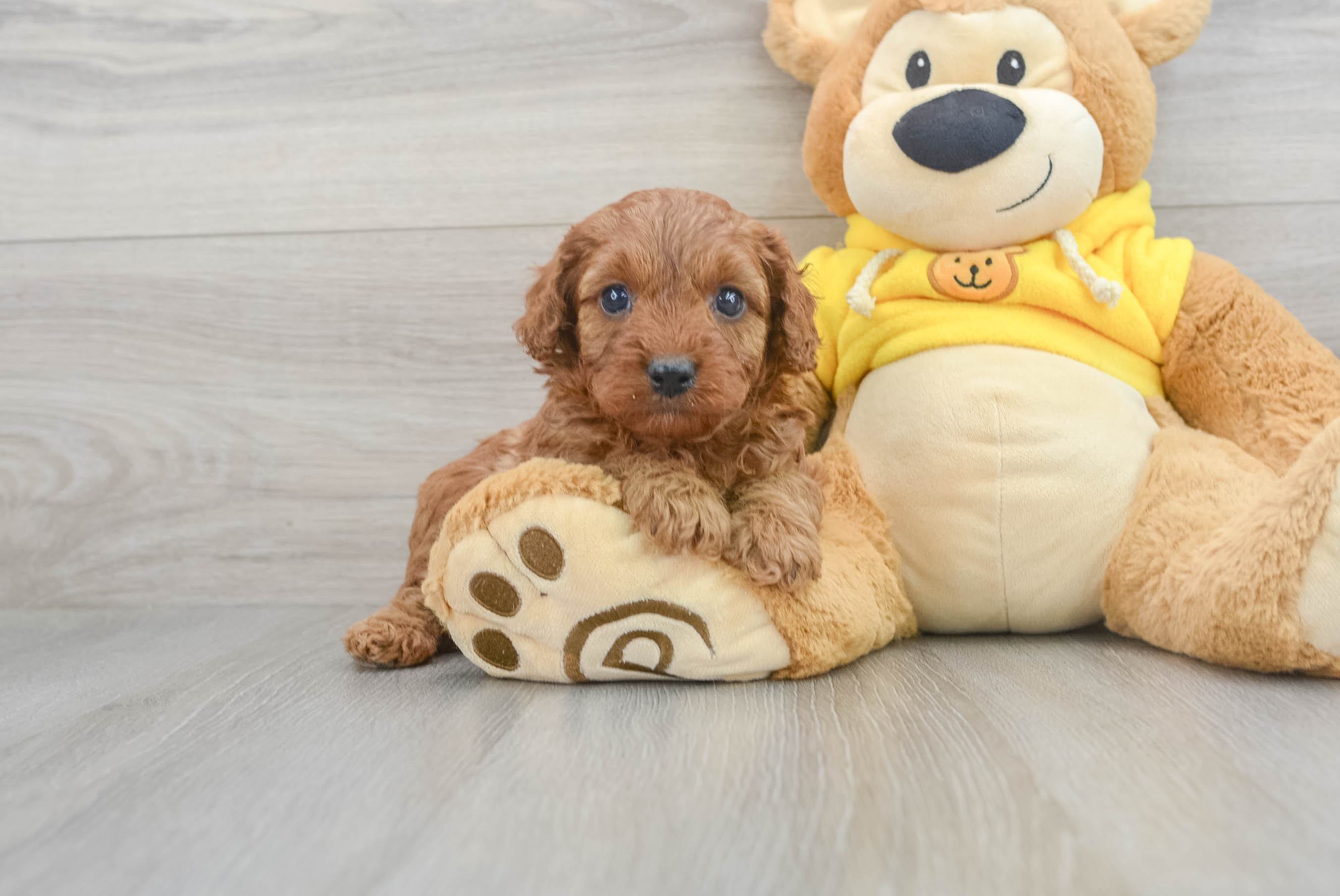 Cavapoo Pup Being Cute