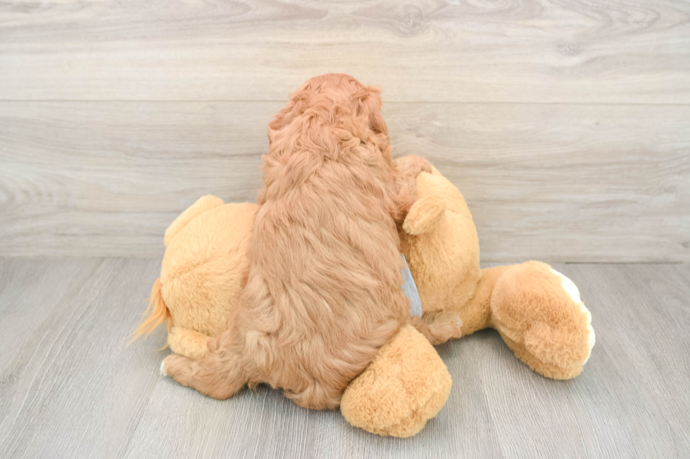 Cavapoo Pup Being Cute