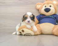 8 week old Cavapoo Puppy For Sale - Puppy Love PR