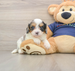 9 week old Cavapoo Puppy For Sale - Puppy Love PR
