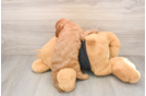 Adorable Cavalier King Charles Spaniel and Poodle Mix Poodle Mix Puppy