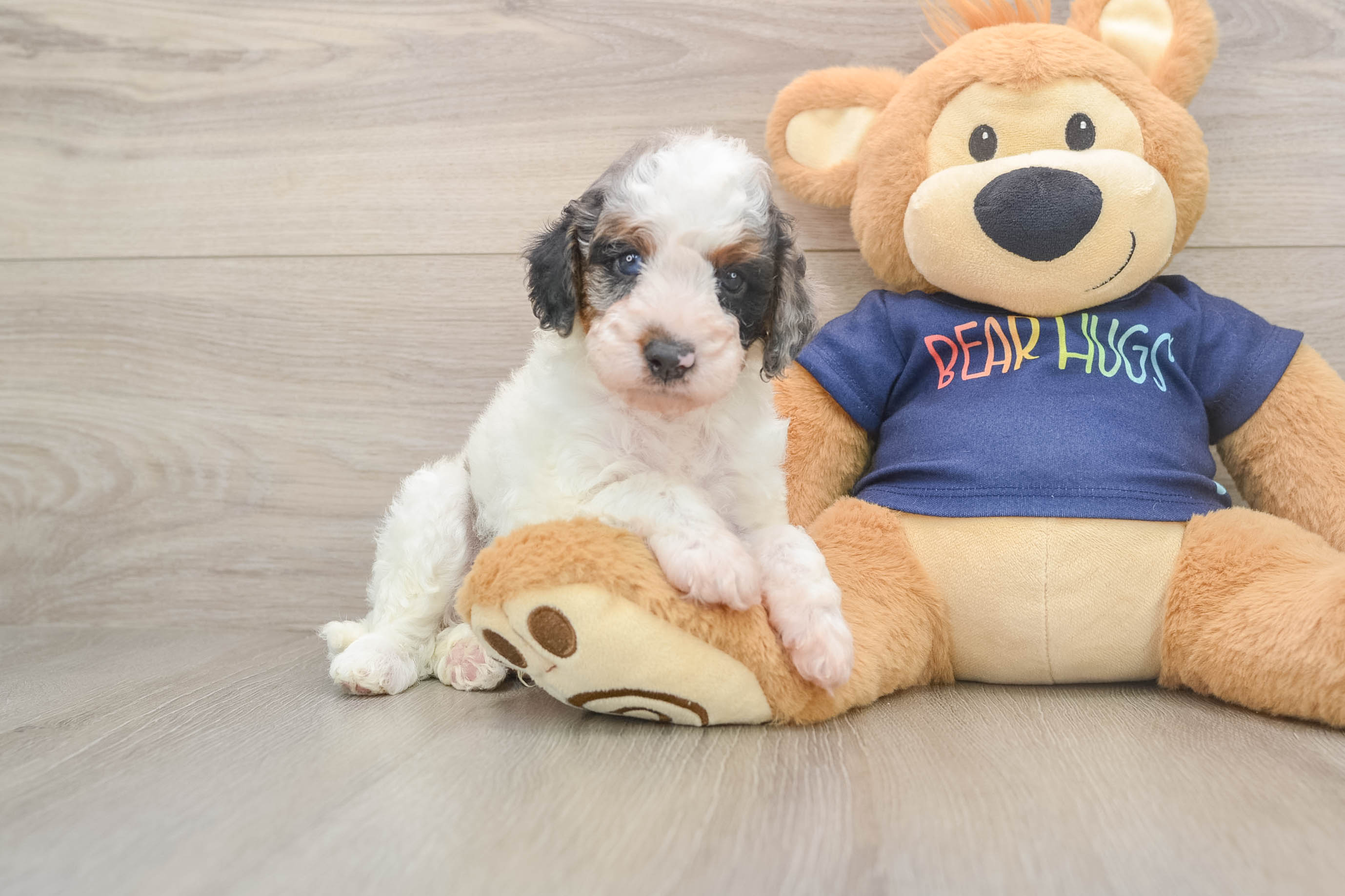Hypoallergenic Cavadoodle Poodle Mix Puppy