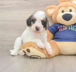 8 week old Cavapoo Puppy For Sale - Puppy Love PR