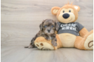 Cavapoo Puppy for Adoption