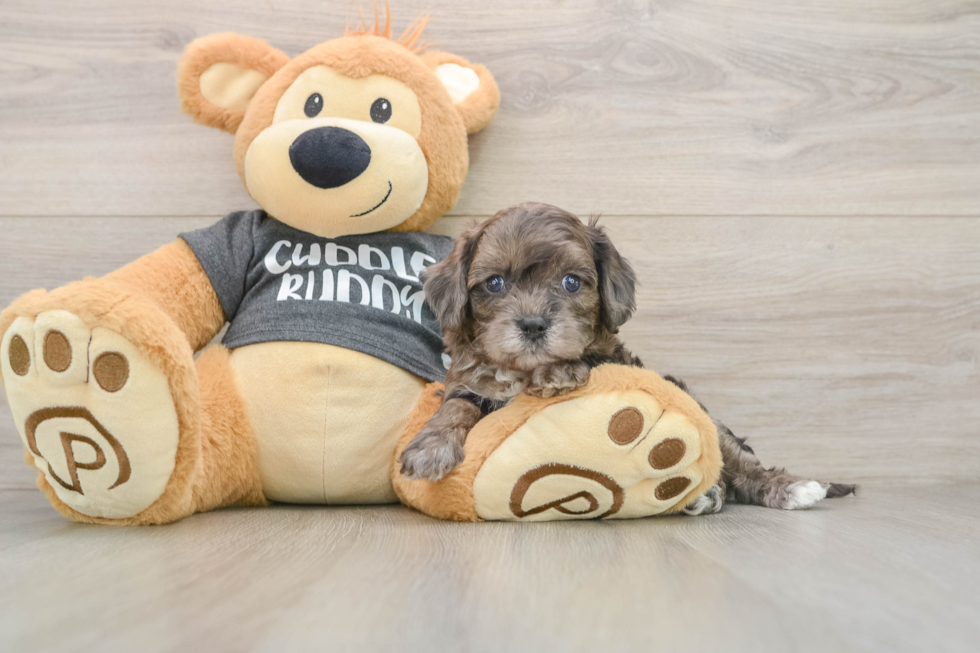 Small Cavapoo Baby