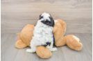 Cute Cavapoo Baby