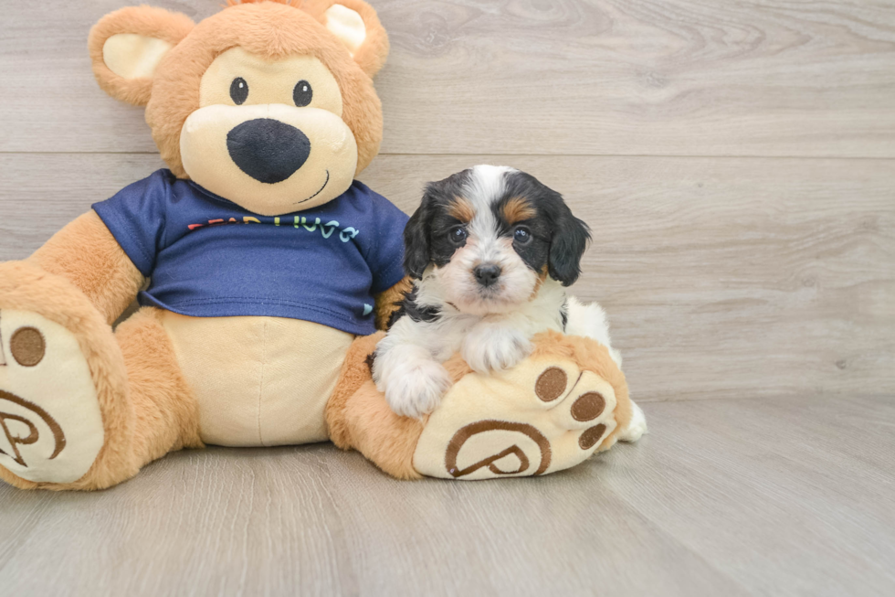Energetic Cavoodle Poodle Mix Puppy