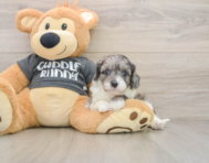 7 week old Cavapoo Puppy For Sale - Puppy Love PR
