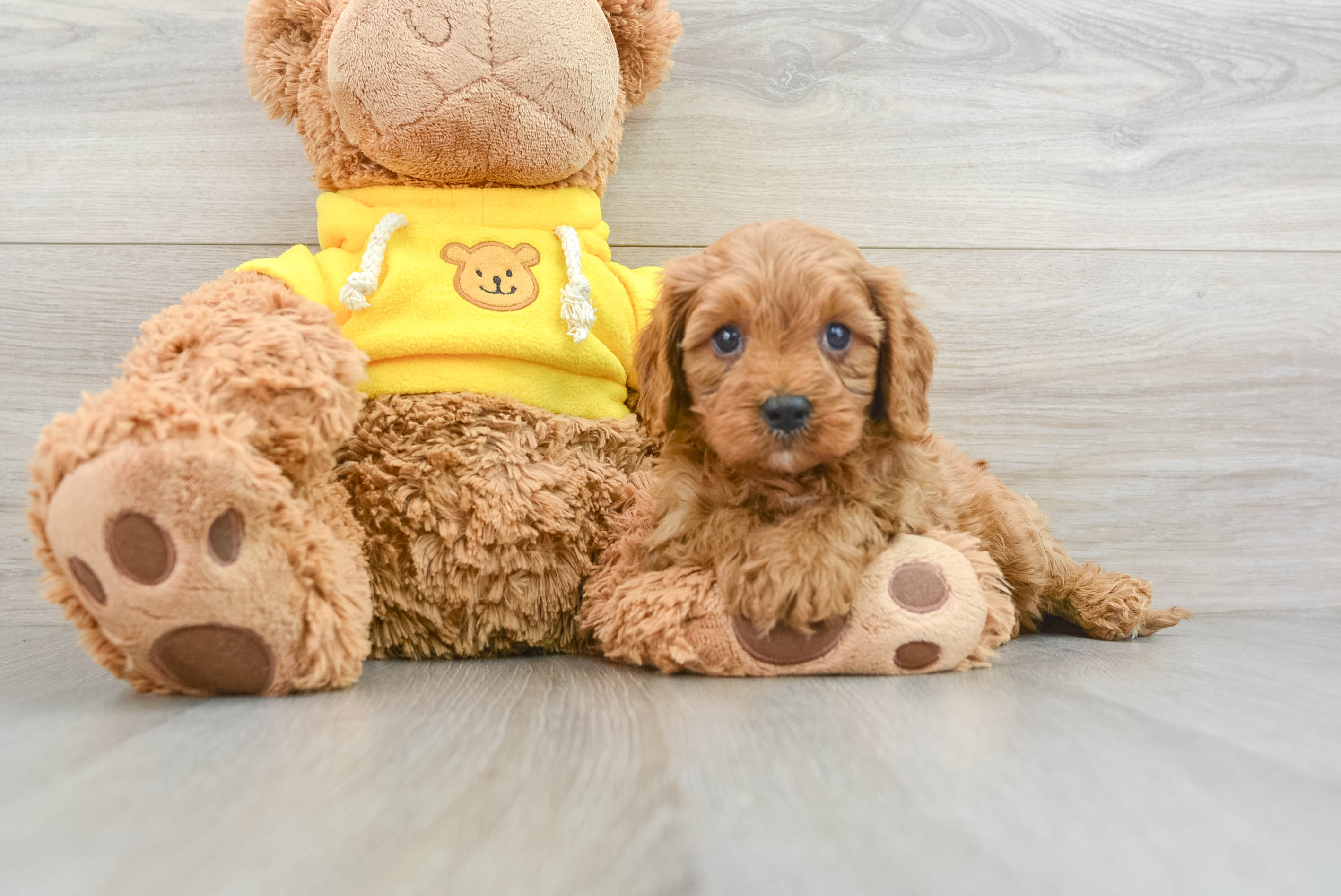 Best Cavapoo Baby