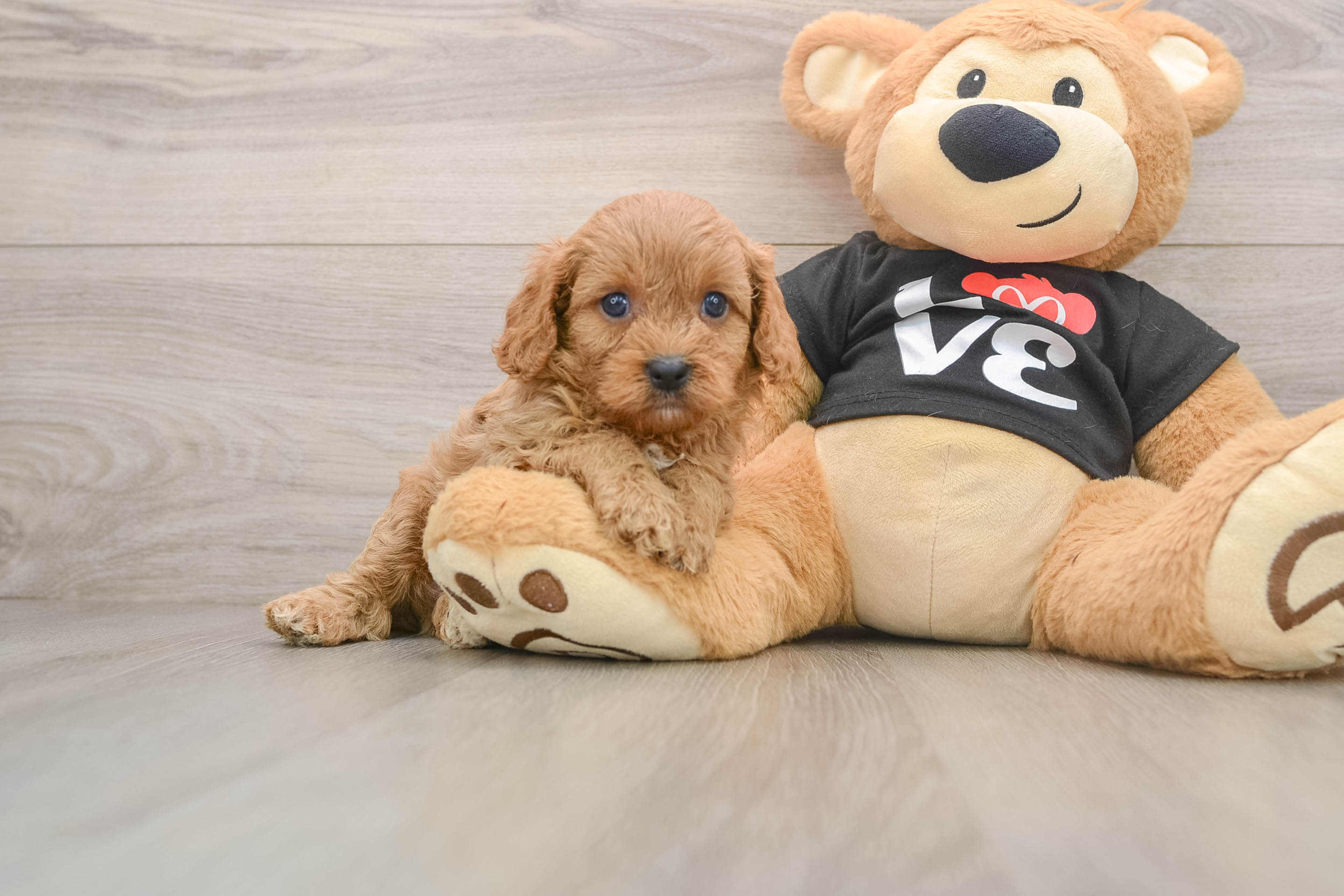 Best Cavapoo Baby