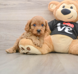 7 week old Cavapoo Puppy For Sale - Puppy Love PR