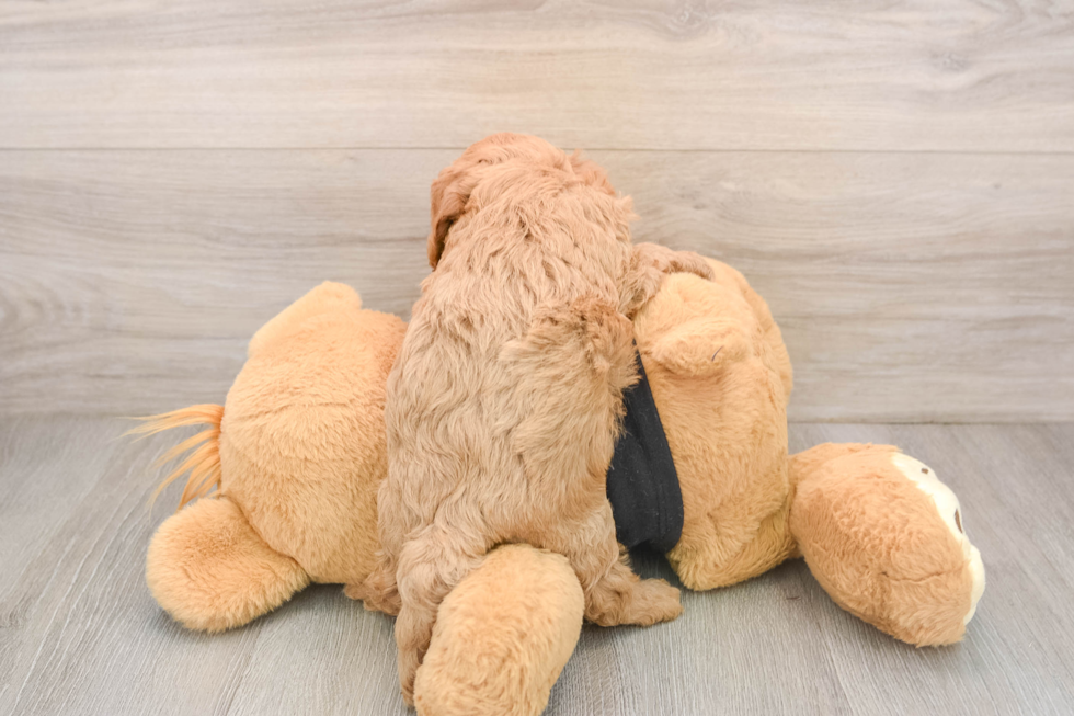 Funny Cavapoo Poodle Mix Pup