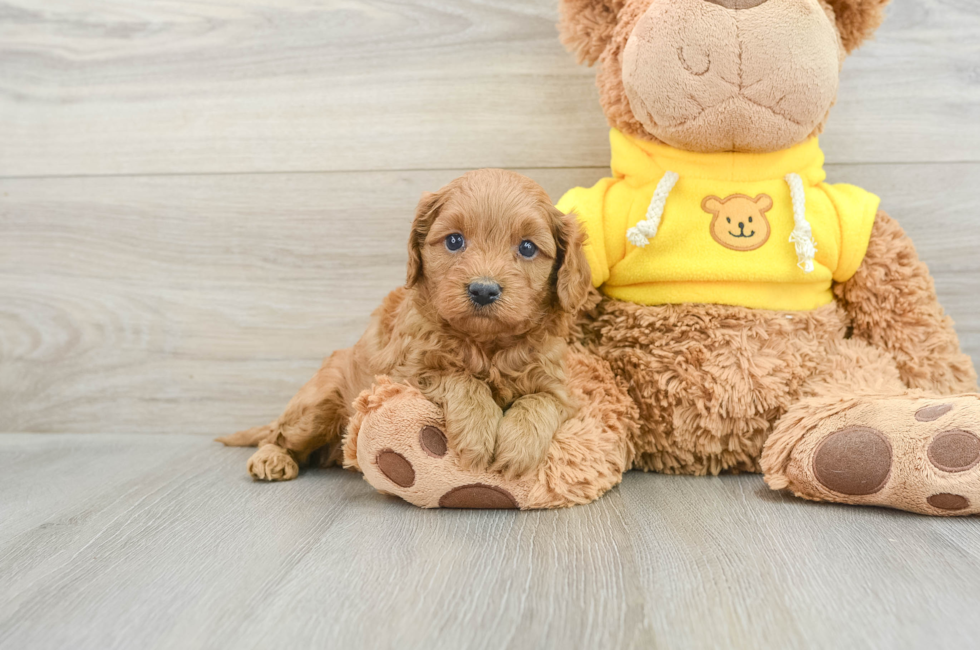 5 week old Cavapoo Puppy For Sale - Puppy Love PR