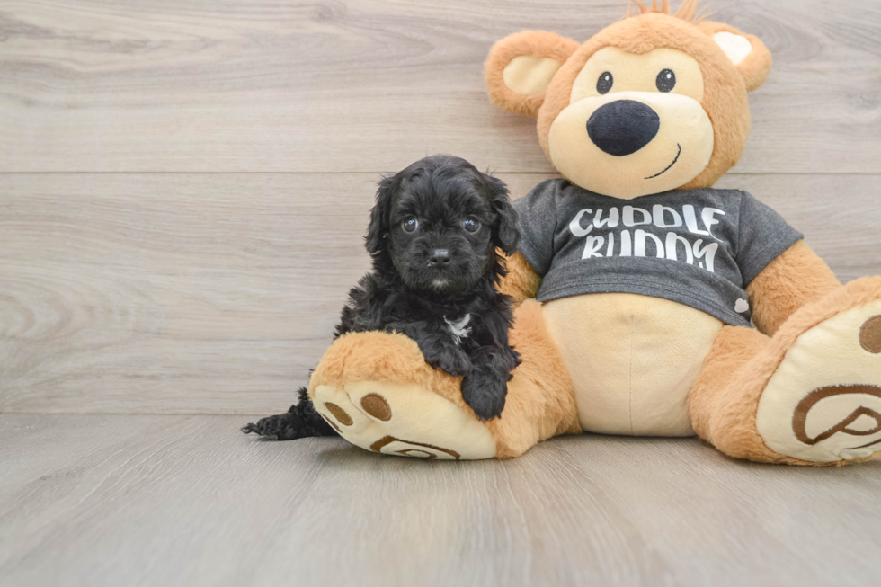 Cavapoo Puppy for Adoption