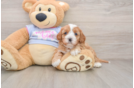 Cavapoo Pup Being Cute