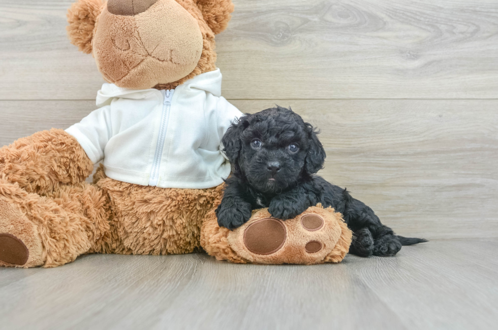 7 week old Cavapoo Puppy For Sale - Puppy Love PR