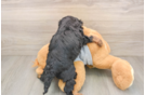 Cavapoo Pup Being Cute
