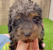 Poodle Being Cute