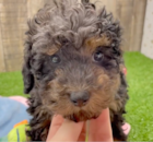 Poodle Being Cute