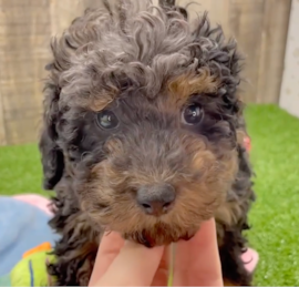 Toy Poodle Puppies For Sale - Puppy Love PR