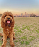 Cute Cavapoo Poodle Mix Pup Cute Cavapoo Poodle Mix Pup